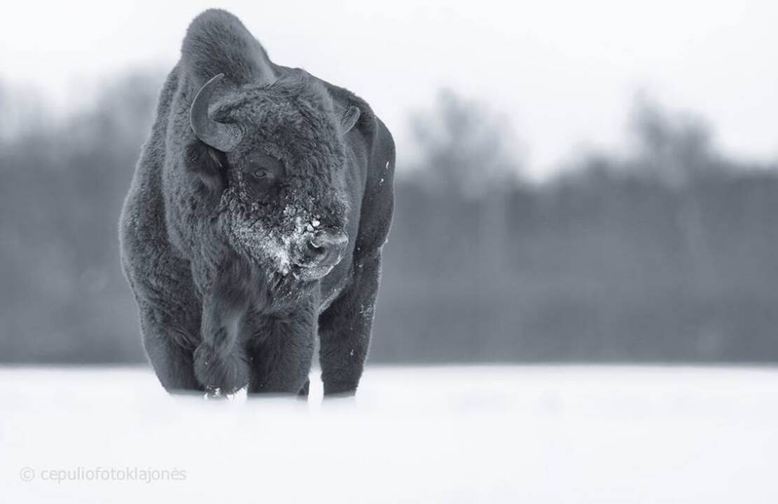 Kaip žiemoja Lietuvos paukščiai ir gyvūnai