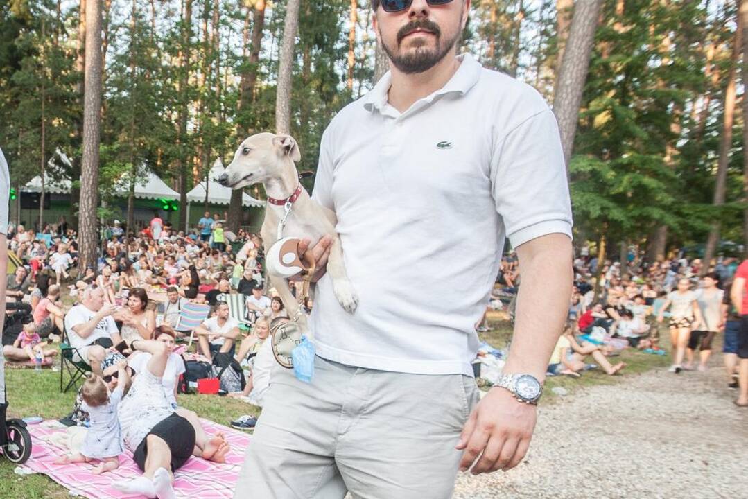 Festivalis