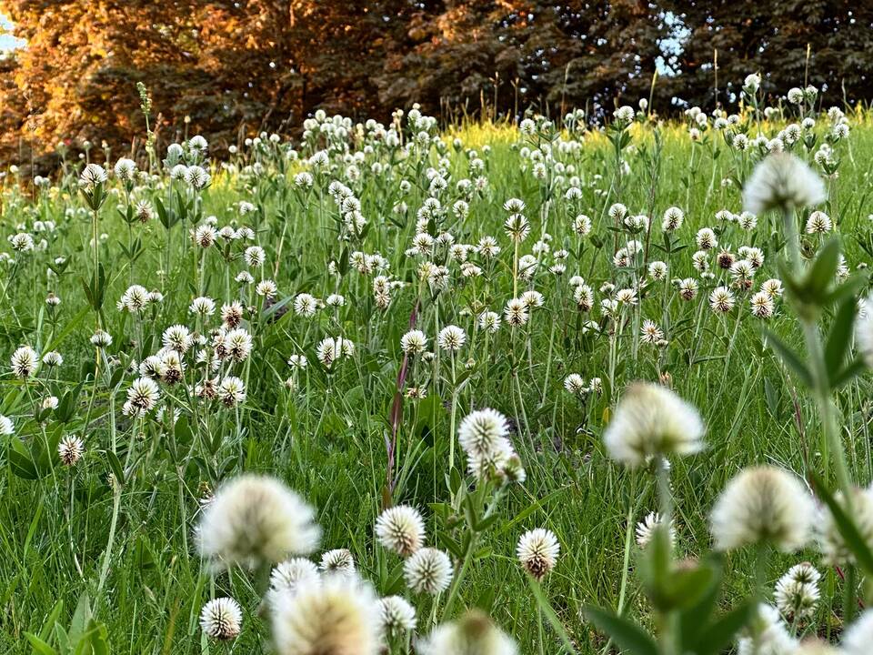 Orai: šiluma nedžiugins