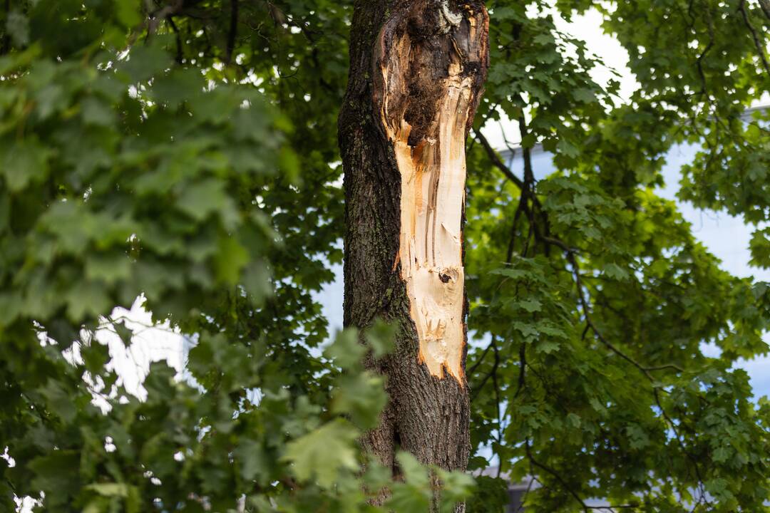 Dėl vėjo ugniagesiai jau pusšimtį kartų vyko padėti gyventojams