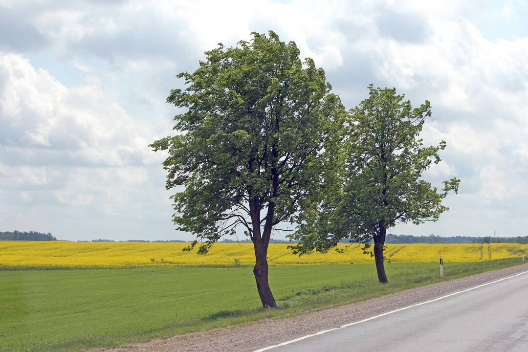 Kelkraštyje rasta gulinti moteris