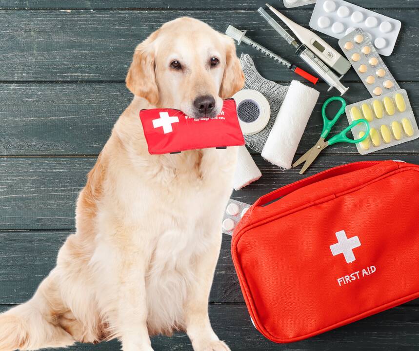 Konsultacija: sudarant pirmosios pagalbos rinkinį augintiniui, vertėtų pasitarti su jį prižiūrinčiu veterinarijos gydytoju.