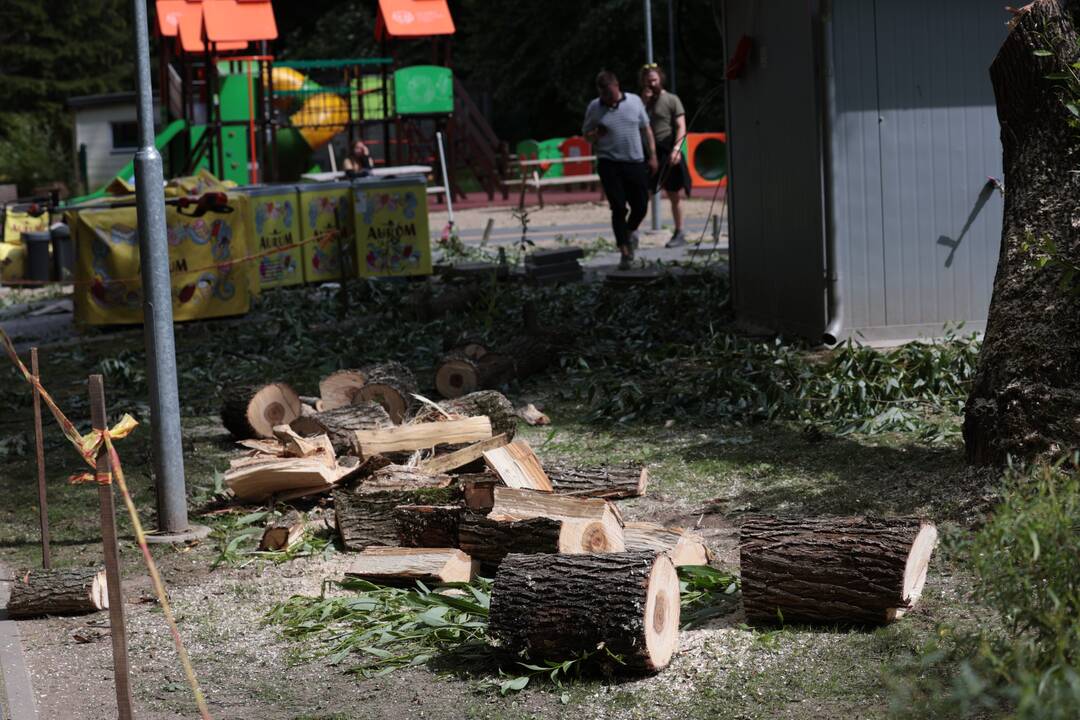 Nelaimė Zoologijos sode: vėjo gūsio nulaužta medžio dalis sužalojo ledų pardavėją