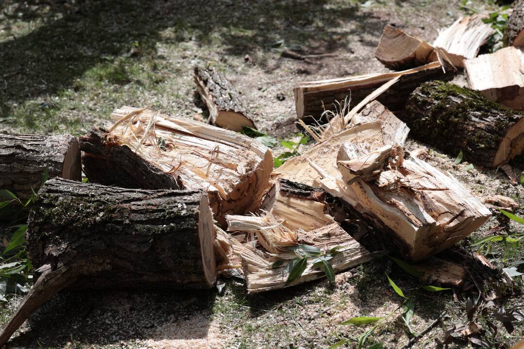 Nelaimė Zoologijos sode: vėjo gūsio nulaužta medžio dalis sužalojo ledų pardavėją