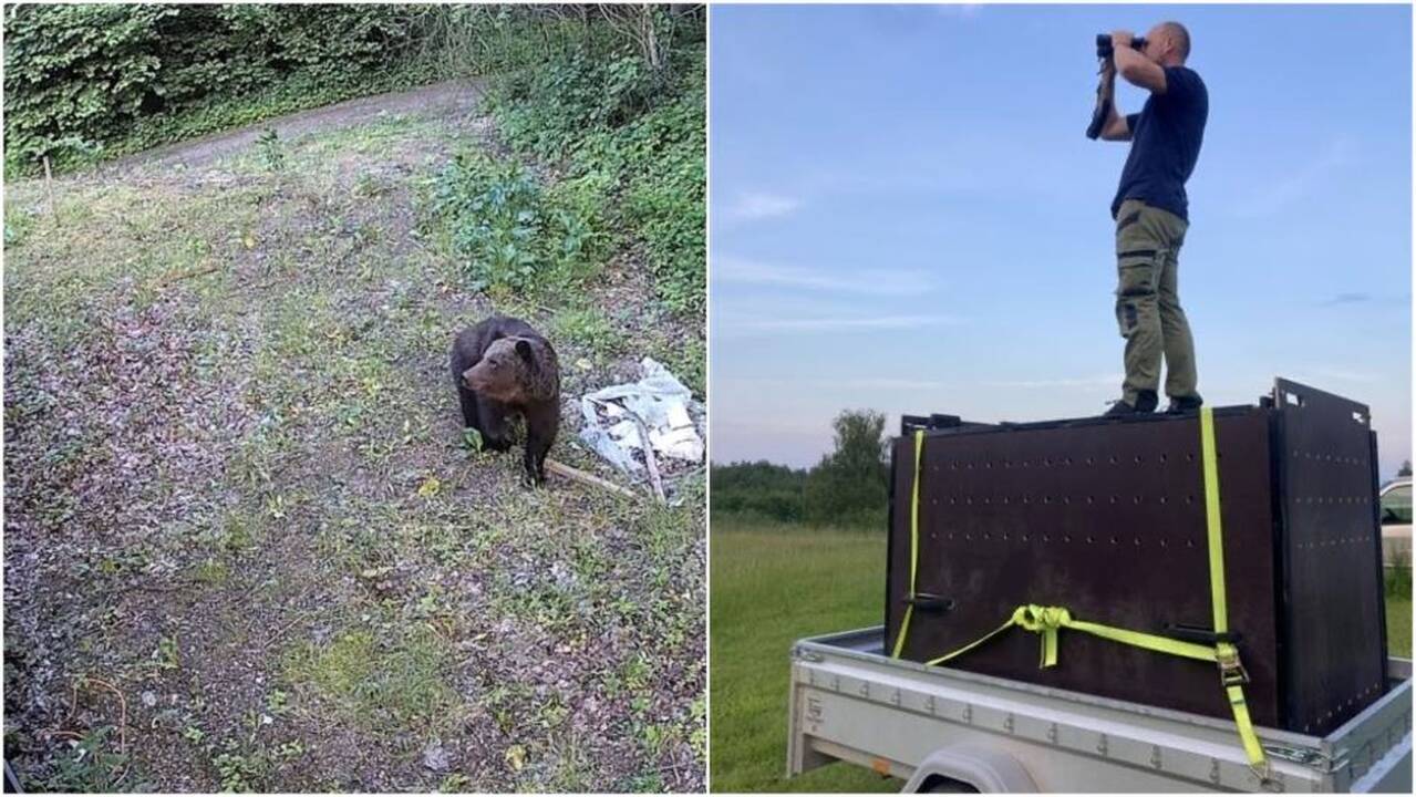 Paaiškino, kaip buvo suvaldytas Vilniaus rajone klaidžiojusios meškos atvejis