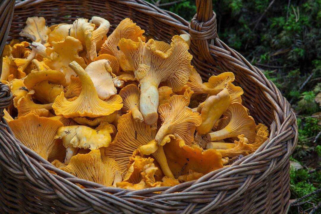 Grybai vis guldo į ligoninę: kaip miško gėrybėmis džiaugtis saugiai?