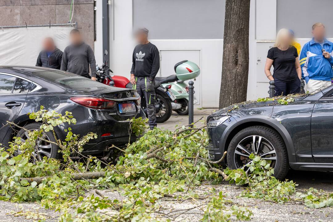 V. Putvinskio gatvėje ant automobilio užvirto medis