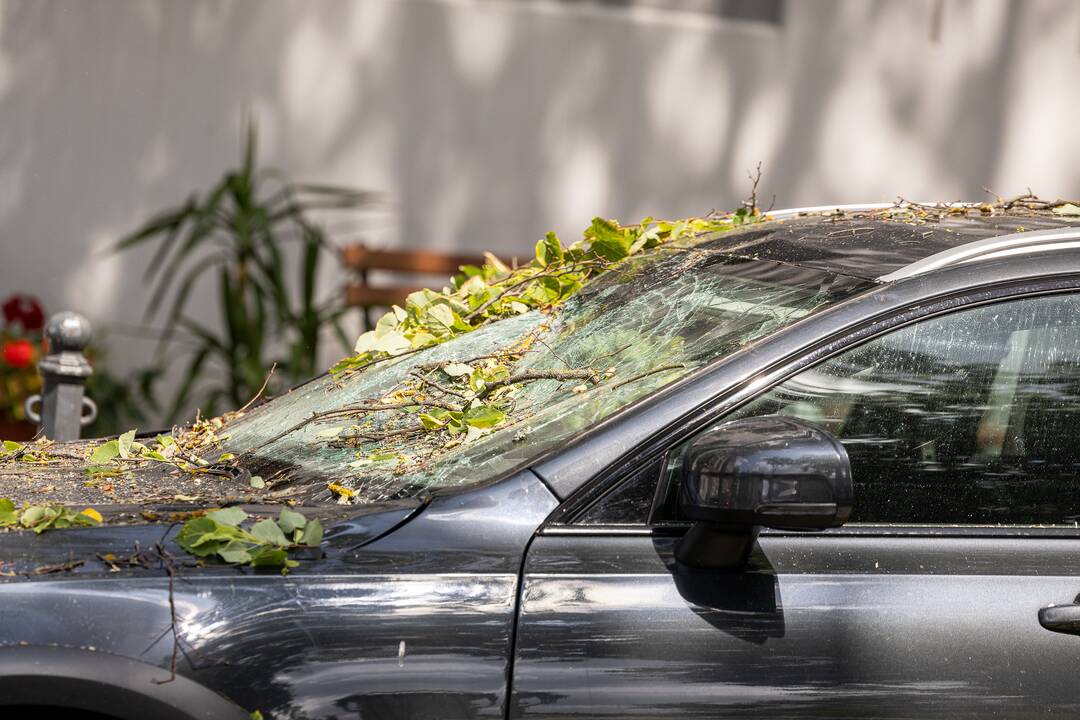 V. Putvinskio gatvėje ant automobilio užvirto medis