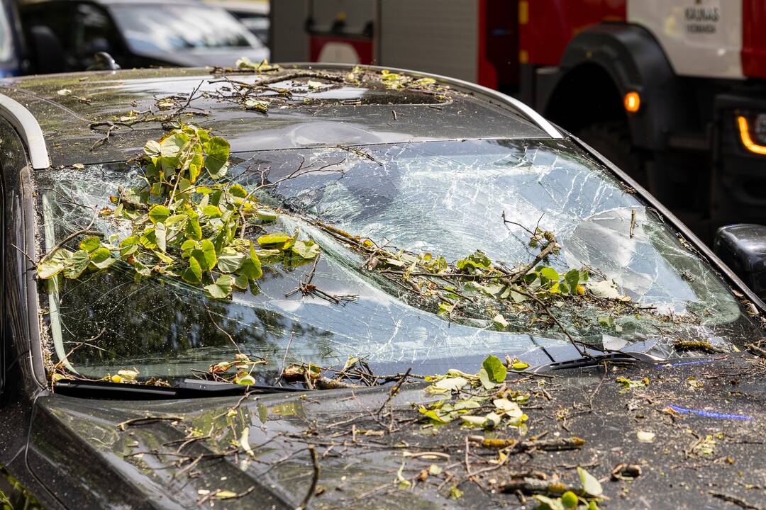 V. Putvinskio gatvėje ant automobilio užvirto medis