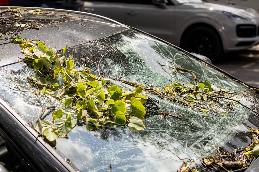 V. Putvinskio gatvėje ant automobilio užvirto medis