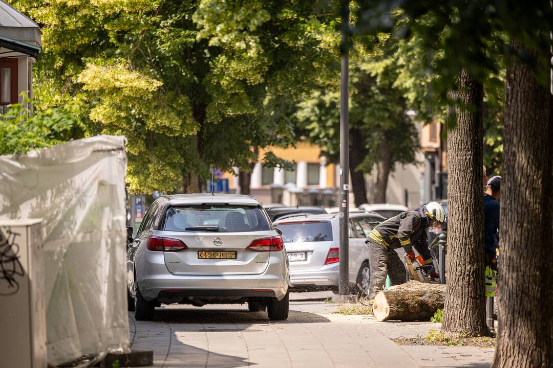 V. Putvinskio gatvėje ant automobilio užvirto medis