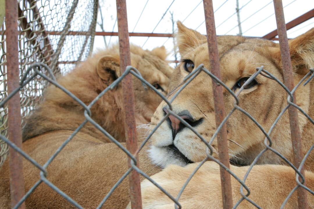 AAD: dėl netinkamų laikymo sąlygų iš Klaipėdos zoologijos sodo paimta 30 gyvūnų