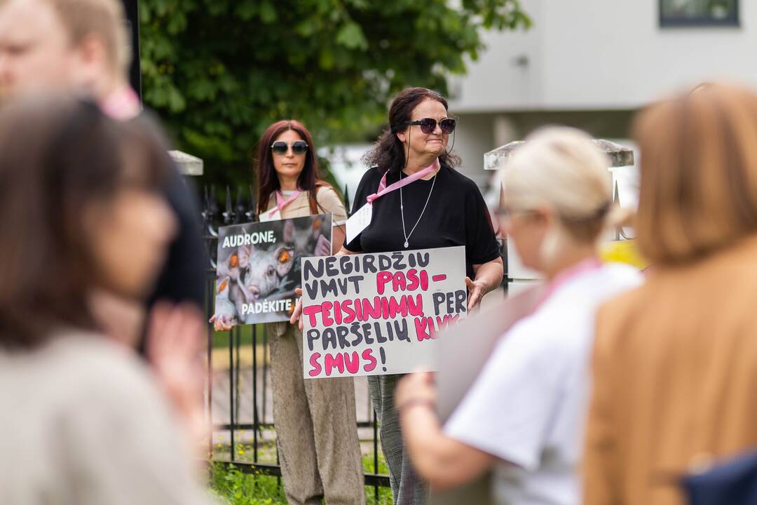 „Tušti narvai“ surengė protestą prieš paršelių kastraciją be nuskausminamųjų