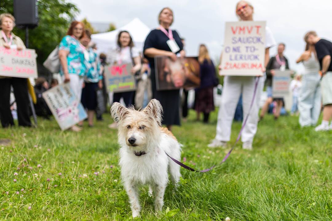 „Tušti narvai“ surengė protestą prieš paršelių kastraciją be nuskausminamųjų