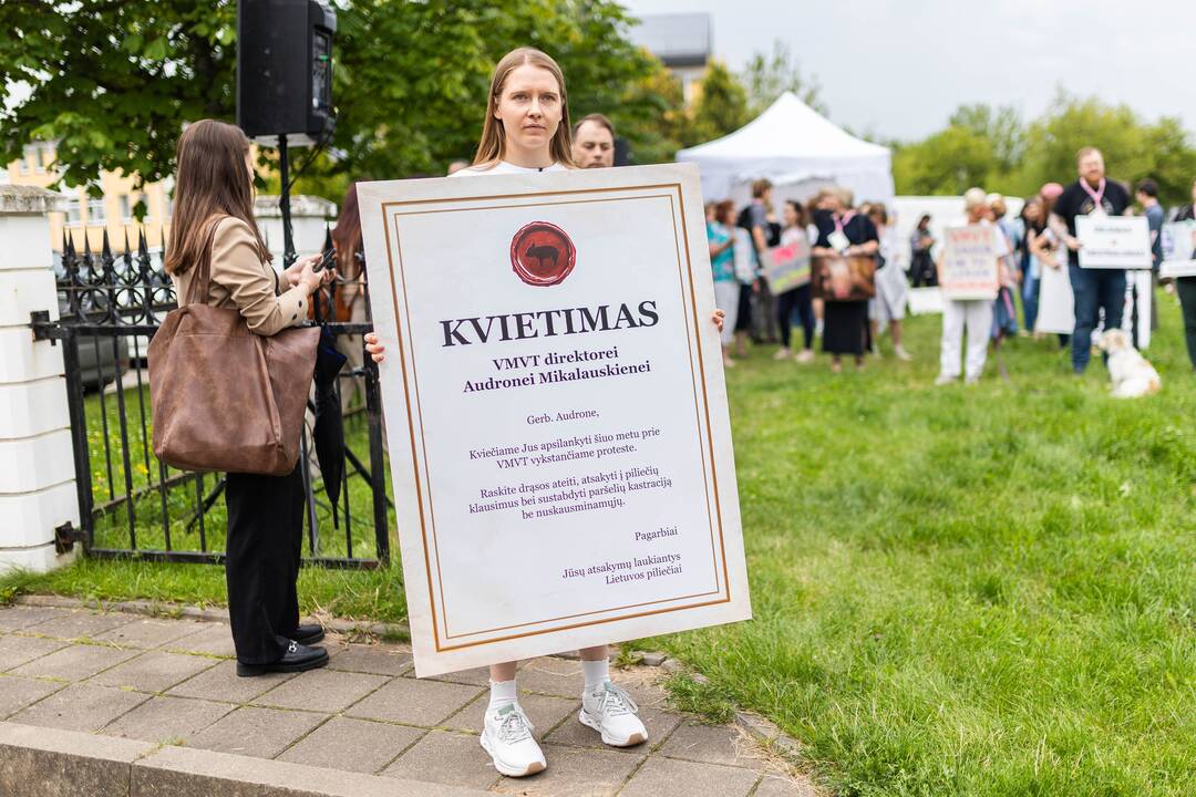 „Tušti narvai“ surengė protestą prieš paršelių kastraciją be nuskausminamųjų