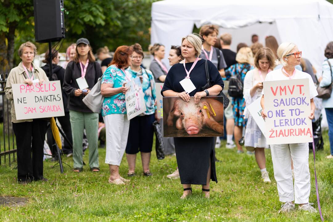 „Tušti narvai“ surengė protestą prieš paršelių kastraciją be nuskausminamųjų