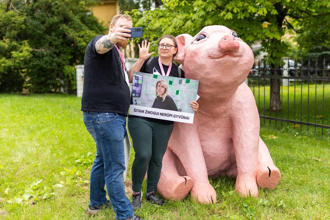 „Tušti narvai“ surengė protestą prieš paršelių kastraciją be nuskausminamųjų