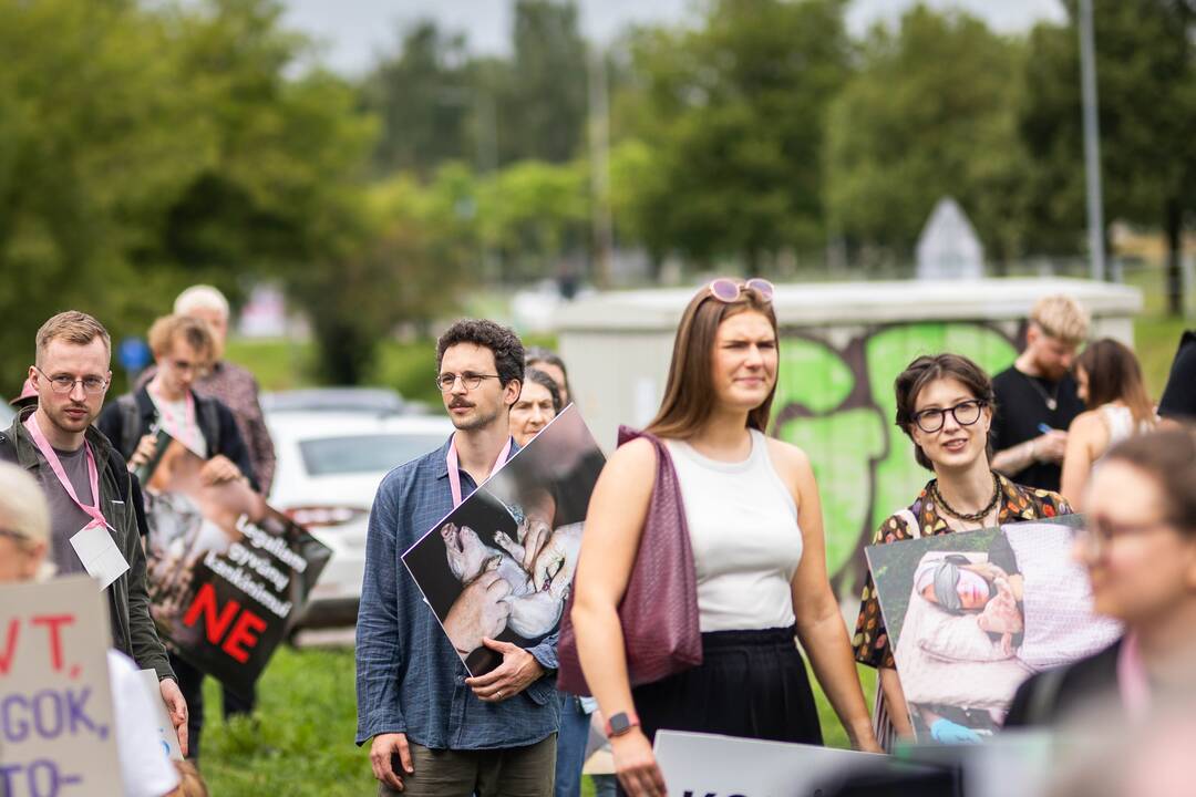„Tušti narvai“ surengė protestą prieš paršelių kastraciją be nuskausminamųjų