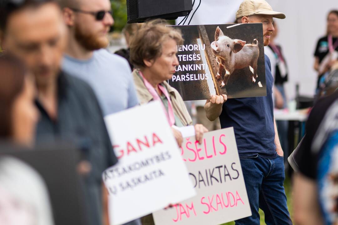 „Tušti narvai“ surengė protestą prieš paršelių kastraciją be nuskausminamųjų