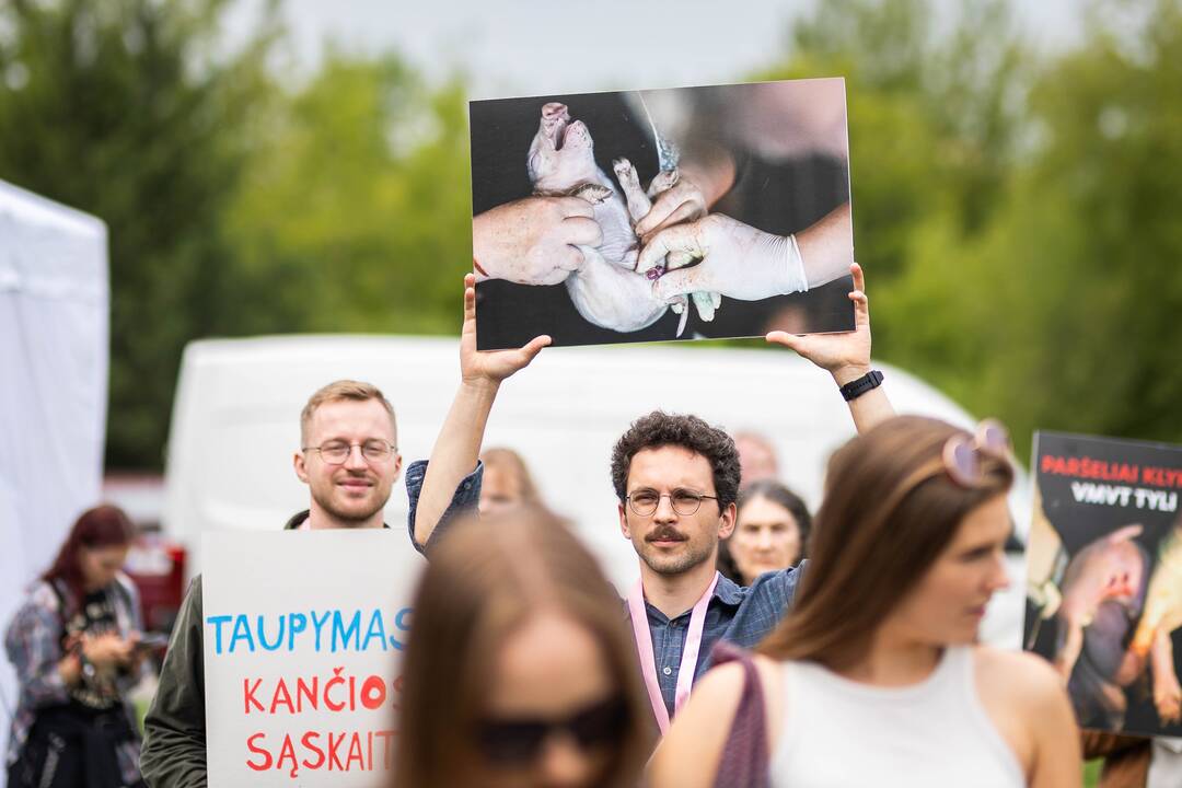 „Tušti narvai“ surengė protestą prieš paršelių kastraciją be nuskausminamųjų