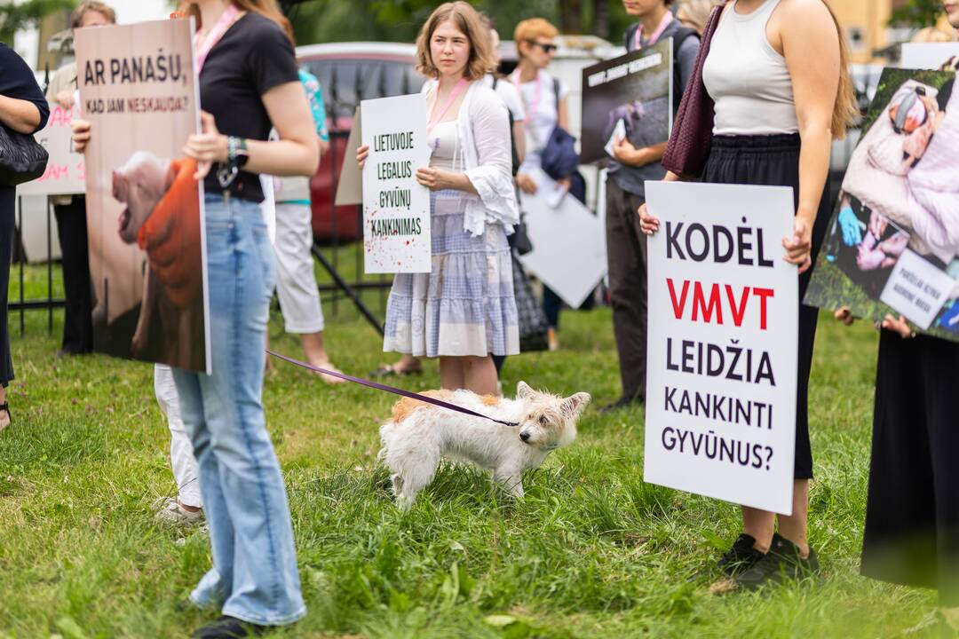 „Tušti narvai“ surengė protestą prieš paršelių kastraciją be nuskausminamųjų