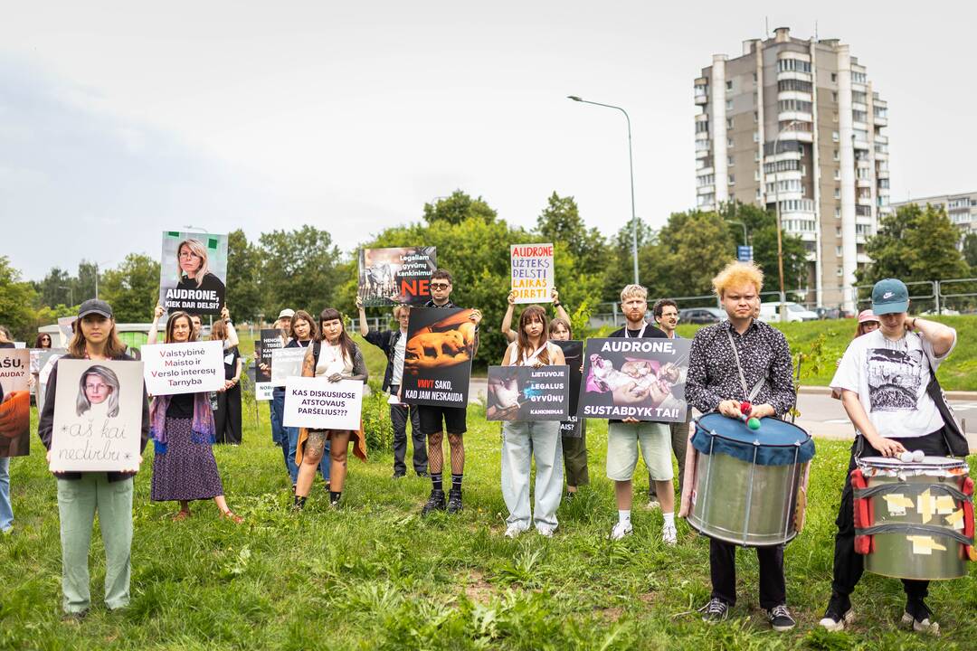 „Tušti narvai“ surengė protestą prieš paršelių kastraciją be nuskausminamųjų