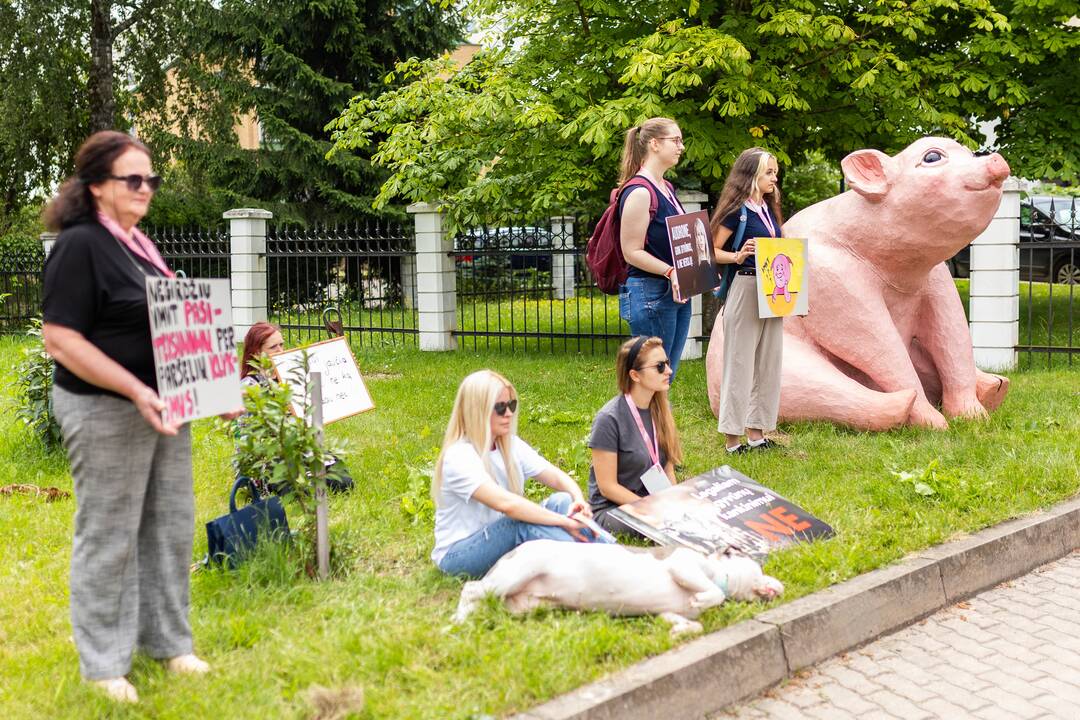 „Tušti narvai“ surengė protestą prieš paršelių kastraciją be nuskausminamųjų