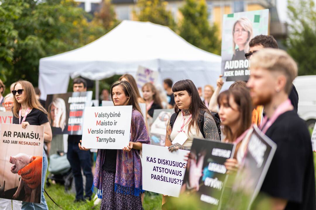 „Tušti narvai“ surengė protestą prieš paršelių kastraciją be nuskausminamųjų