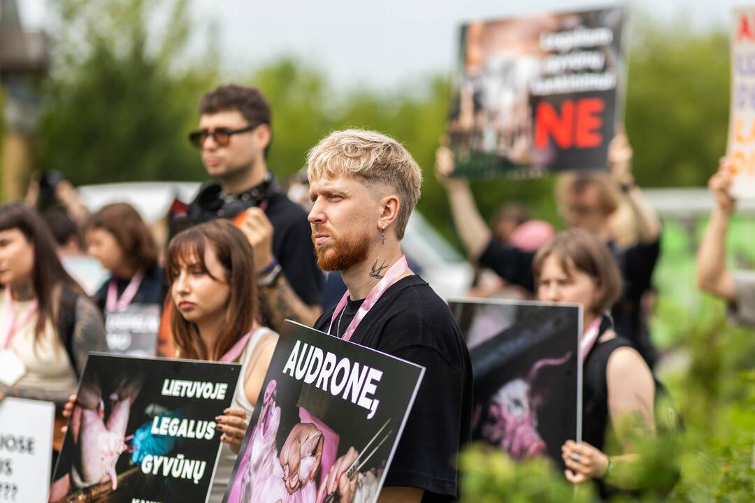 „Tušti narvai“ surengė protestą prieš paršelių kastraciją be nuskausminamųjų