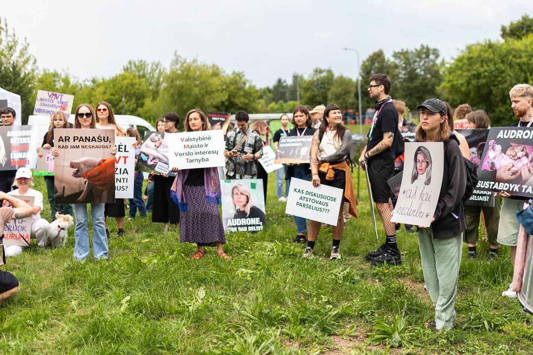 „Tušti narvai“ surengė protestą prieš paršelių kastraciją be nuskausminamųjų