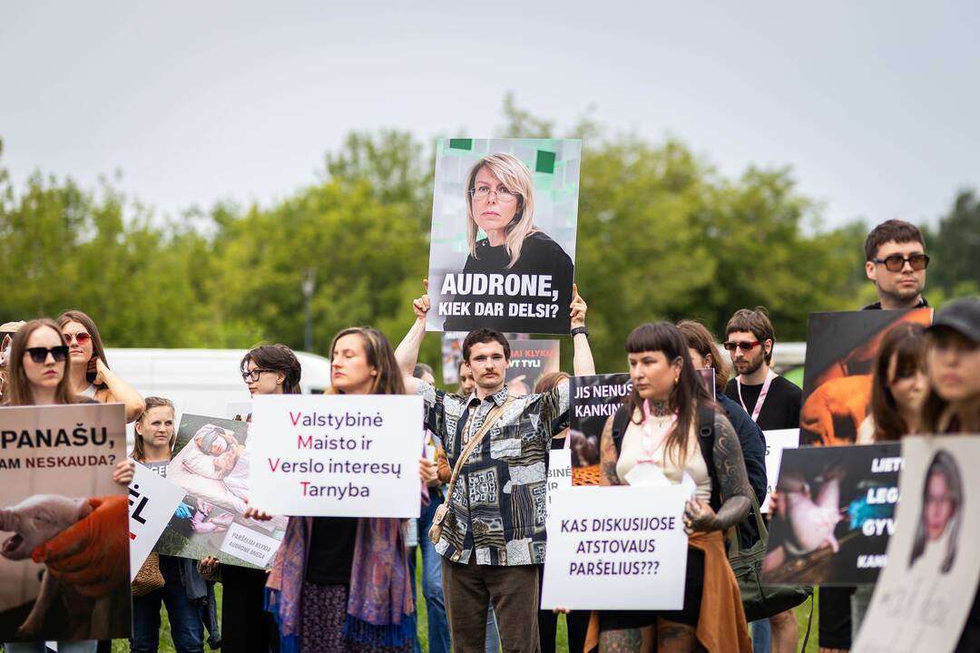 „Tušti narvai“ surengė protestą prieš paršelių kastraciją be nuskausminamųjų