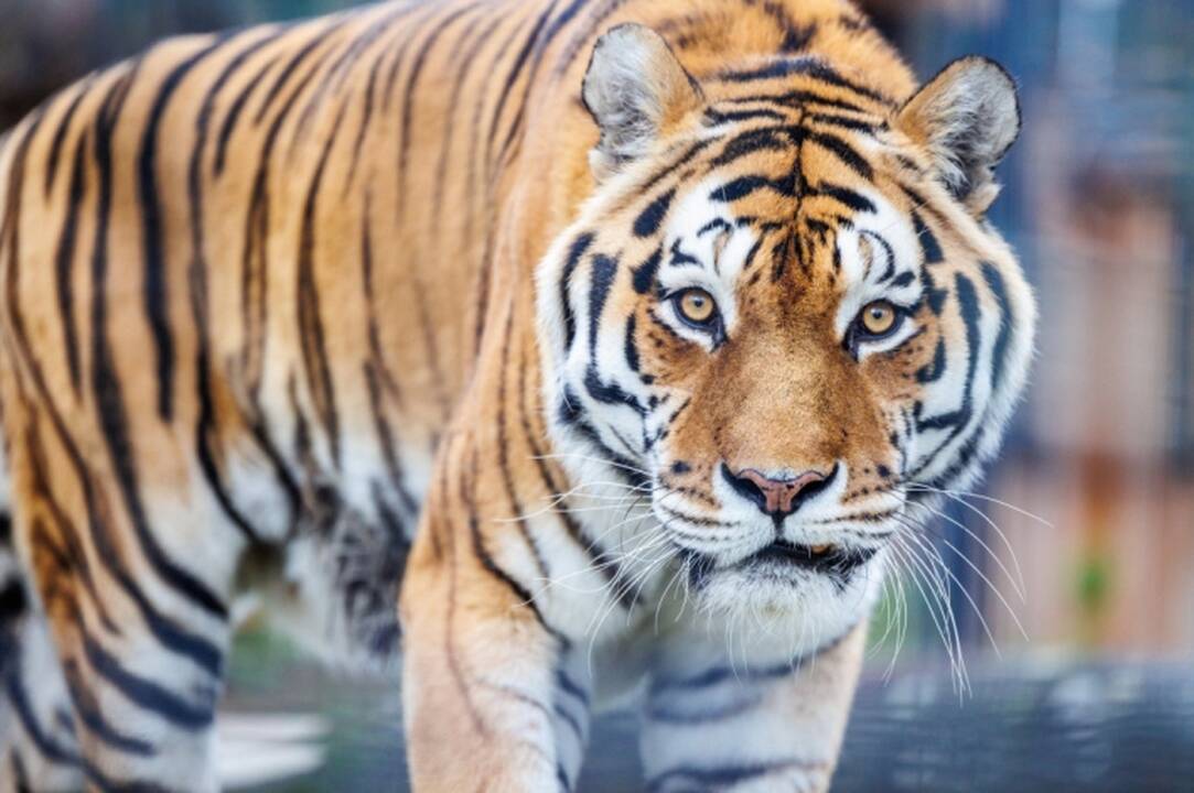 Departamentas: nepašalinus pažeidimų po metų bus sprendžiama dėl Klaipėdos zoologijos sodo uždarymo
