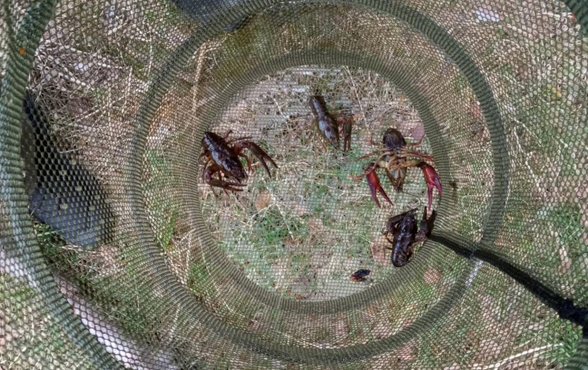 Lietuvoje prasideda vėžių gaudymo sezonas