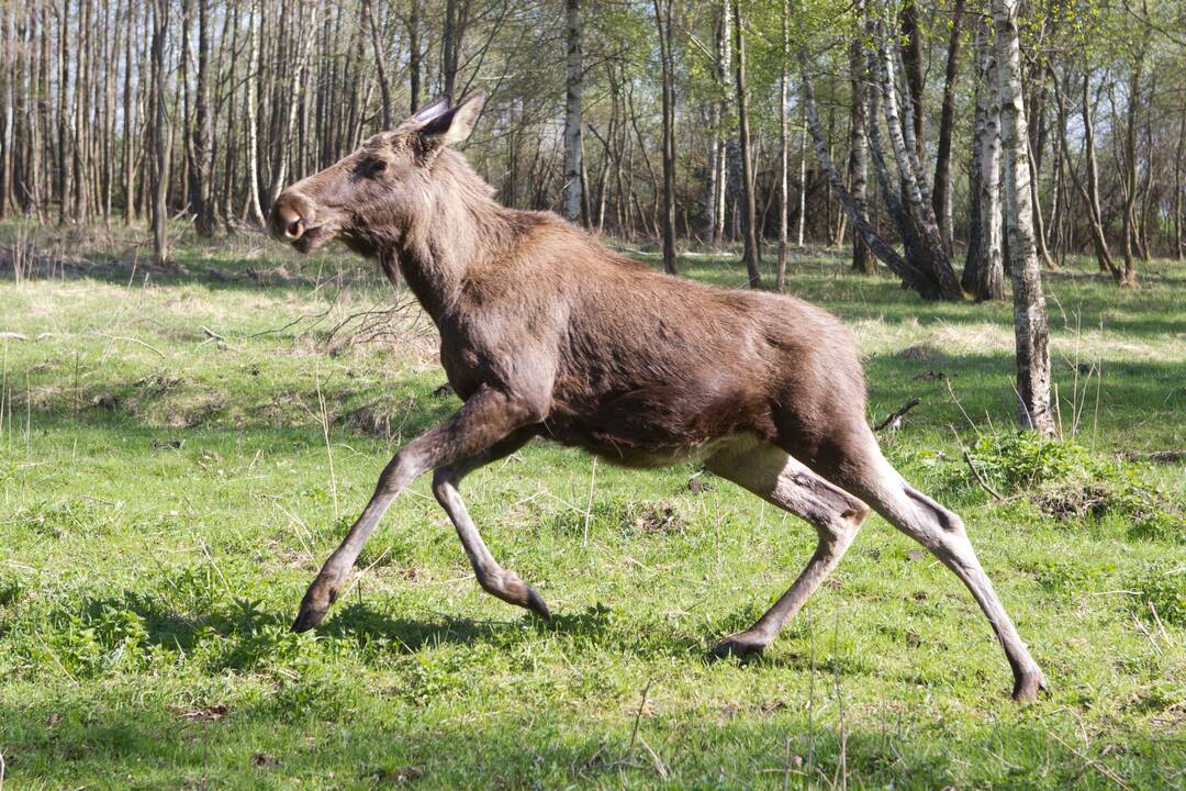 Svarstoma atsisakyti briedžių medžioklės limitų