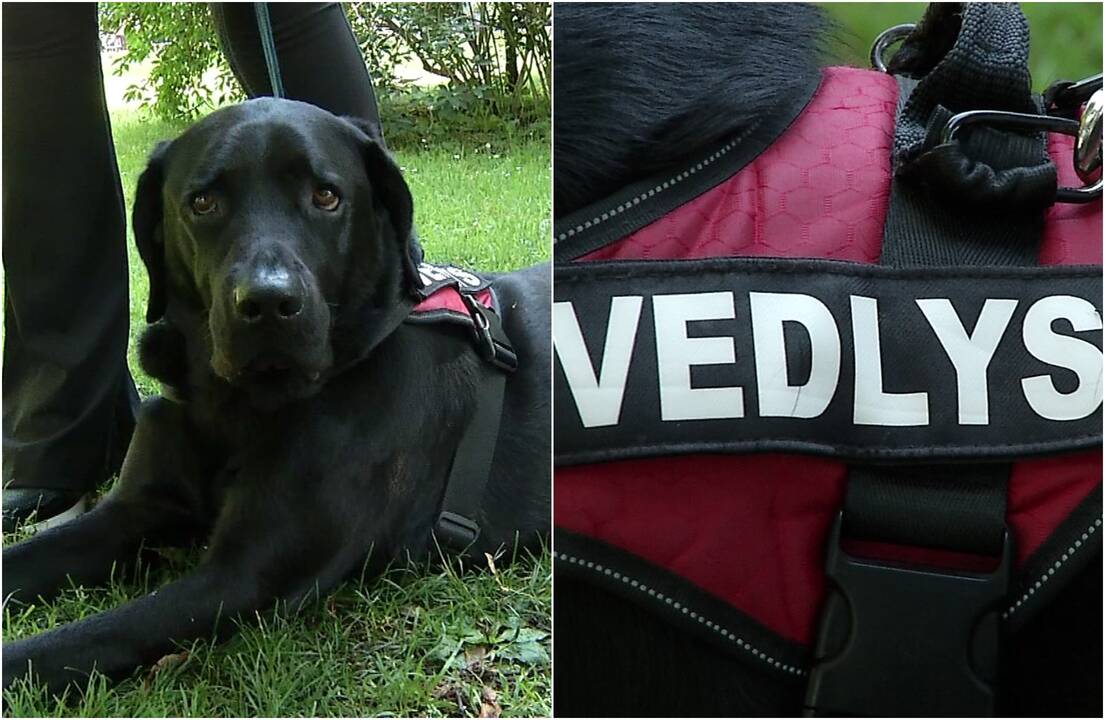Akibrokštas: su šunimi vedliu nepriima, net jei įstatymas leidžia