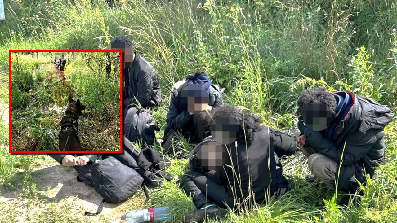 Karštais pėdsakais: per pelkę plaukęs pasieniečių vokiečių aviganis Grau pričiupo šešis migrantus