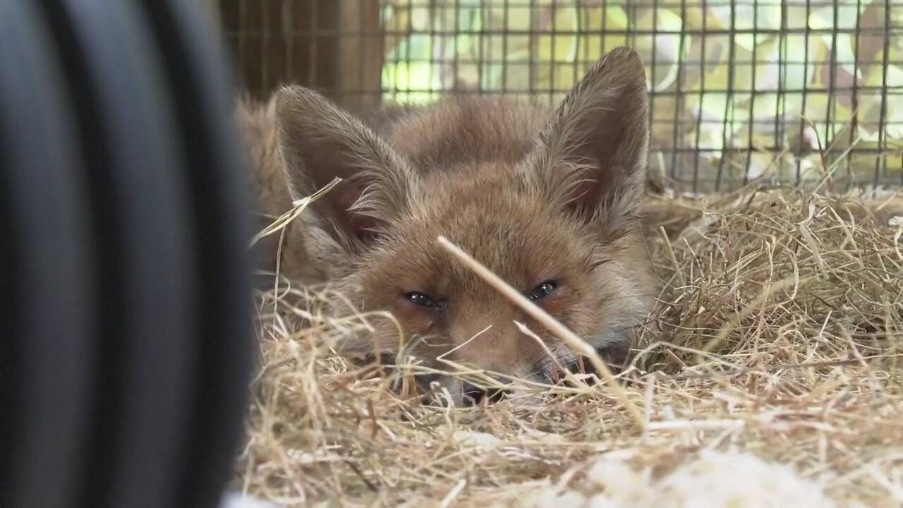 Lapėms sukurta ypatinga vieta: kiekviena gauna antrą šansą