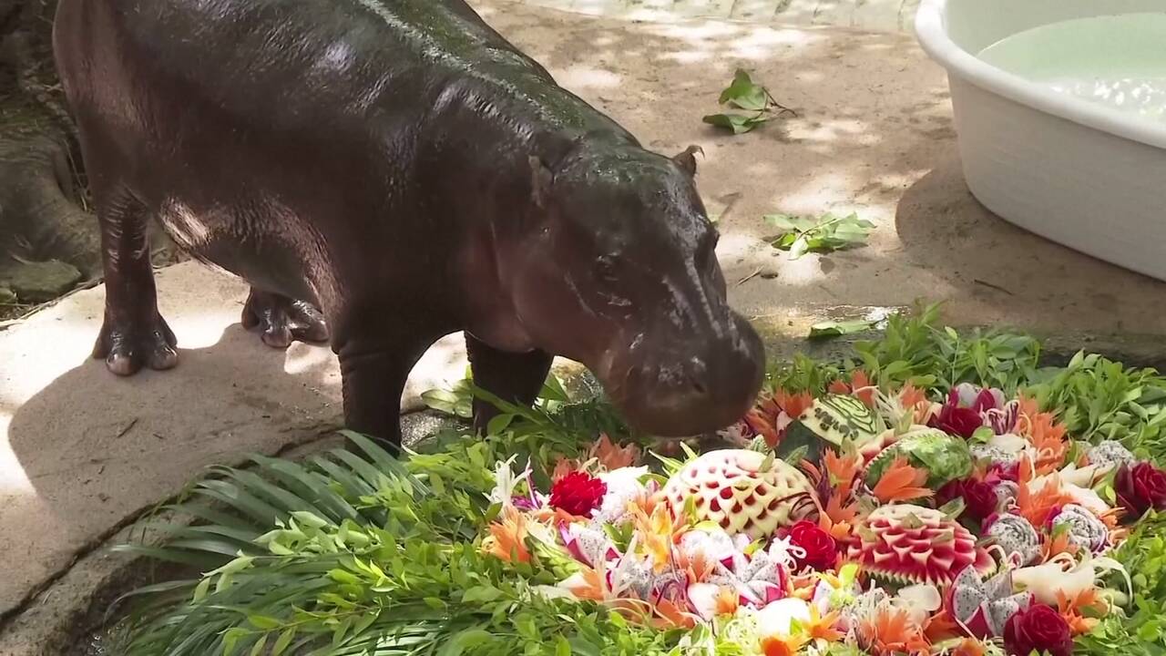 Garsiausia hipopotamiukė švenčia pirmąjį gimtadienį