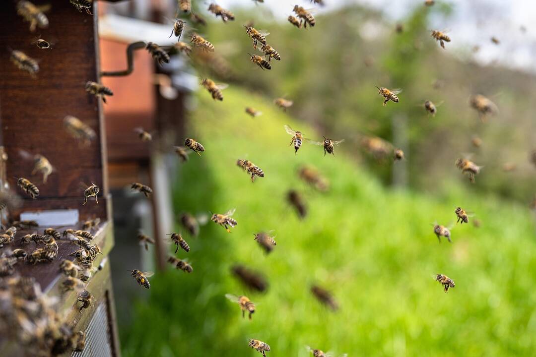 Per neįprastą bičių ataką sužeisti 24 žmonės, iš jų trijų būklė kritinė