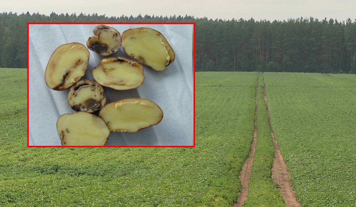 Plinta pavojinga bulvių bakterinė liga: specialistai įvardijo pagrindinę priežastį