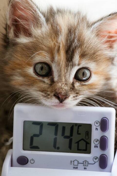 Rizika: normali kačių kūno temperatūra yra aukštesnė nei žmonių, tačiau kai aplinkos temperatūra pakyla, katės gali patirti perkaitimą.