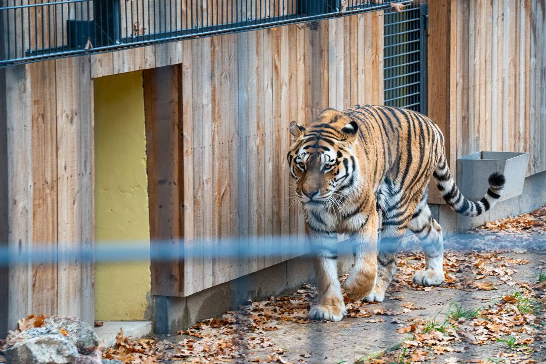 Į Zoologijos sodą kviečia ateiti nemokamai!