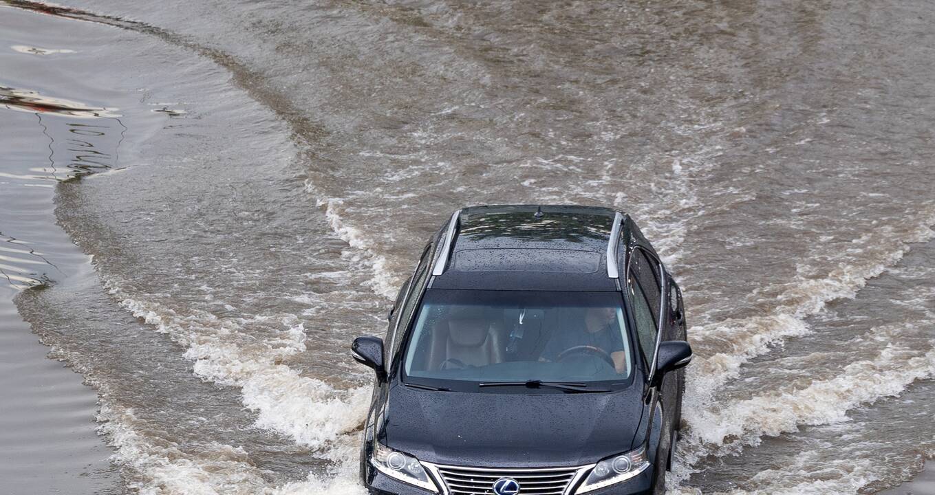 Liūtis Vilniuje