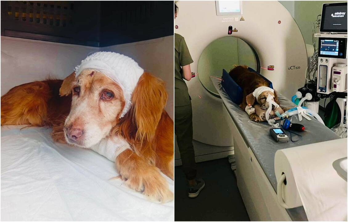 Gyvam užkastam šuneliui Gausui atlikta operacija: veterinarų laukė nemaloni staigmena