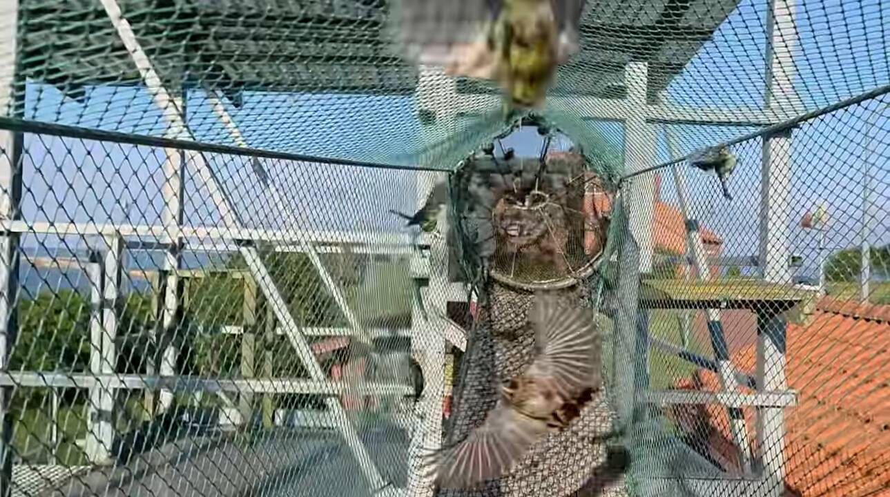 Pajudėjo: masinį zylių skrydį į Vakarus užfiksavę ornitologai stebisi – nejaugi tai reiškia rudeninę migraciją. 