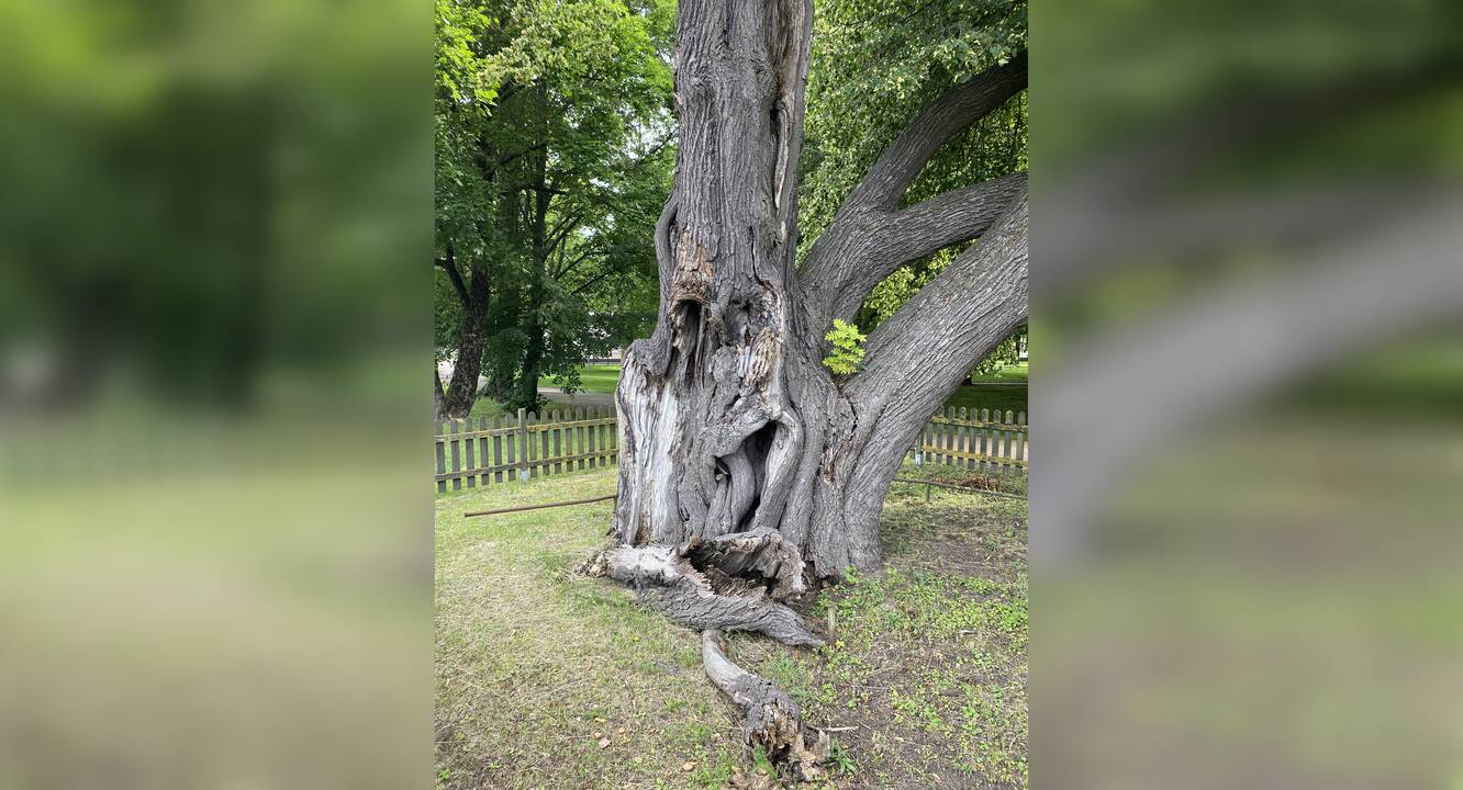 Situacija: atskilo ir ant žemės nuvirto dar vienas nemenkas Storosios liepos kamieno gabalas.
