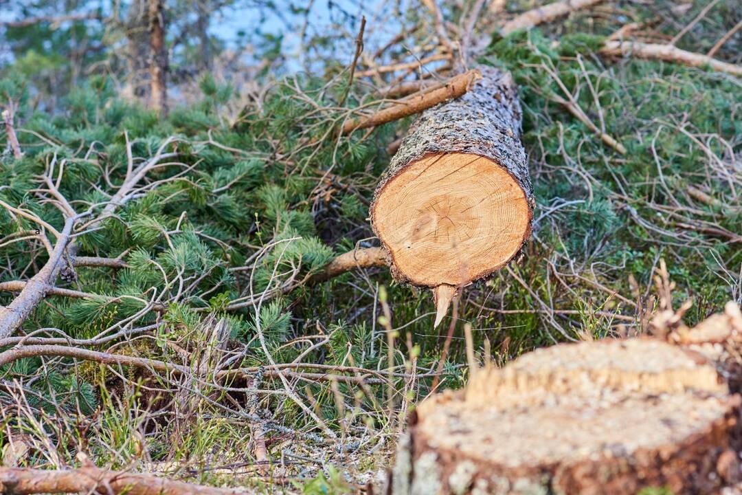 Iškirtus dvylika eglių, žala aplinkai siekia 5 tūkst. eurų