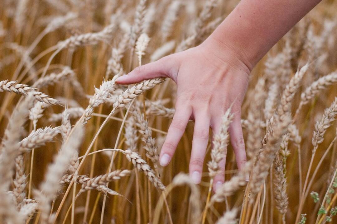 Vyriausybė – už žemės ūkio ir maisto sektorių pripažinimą strategiškai svarbiais