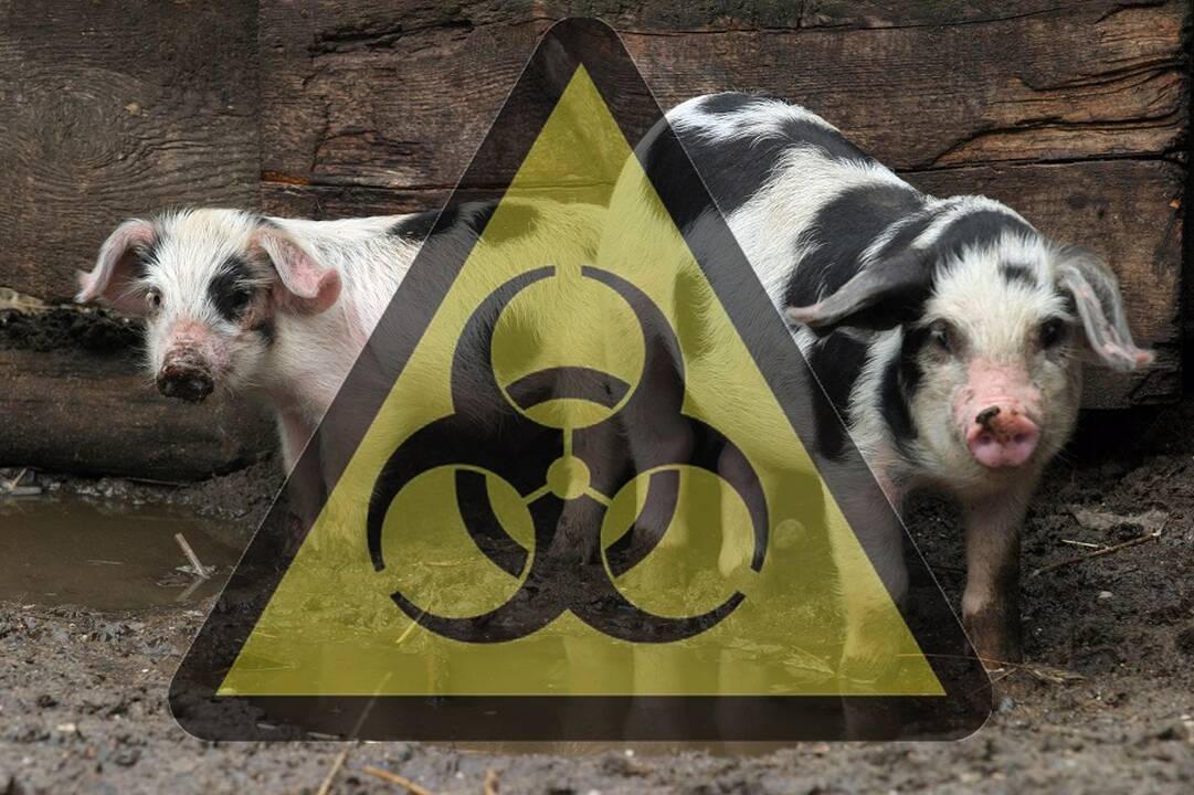 VMVT: nustatytas dar vienas afrikinio kiaulių maro protrūkis