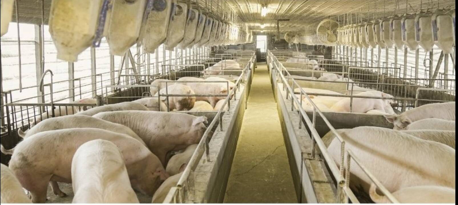 Šilutės rajone vienu metu išgaišo per pusšimtis penimų kiaulių: VMVT ėmėsi tyrimo